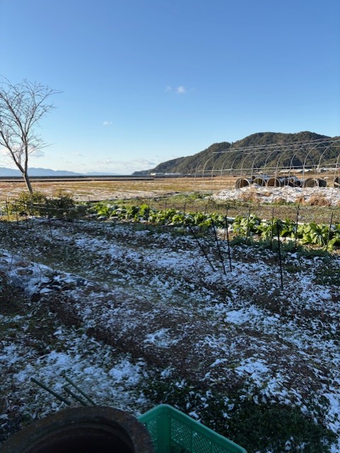 栖本にも雪が積もりました❄❄❄